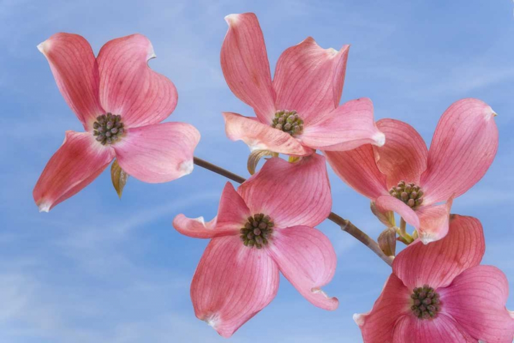 Wall Art Painting id:131703, Name: Close-up of pink dogwood flowers, Artist: Paulson, Don