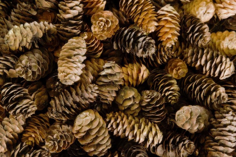 Wall Art Painting id:131653, Name: Pile of female pine cones, Artist: Paulson, Don