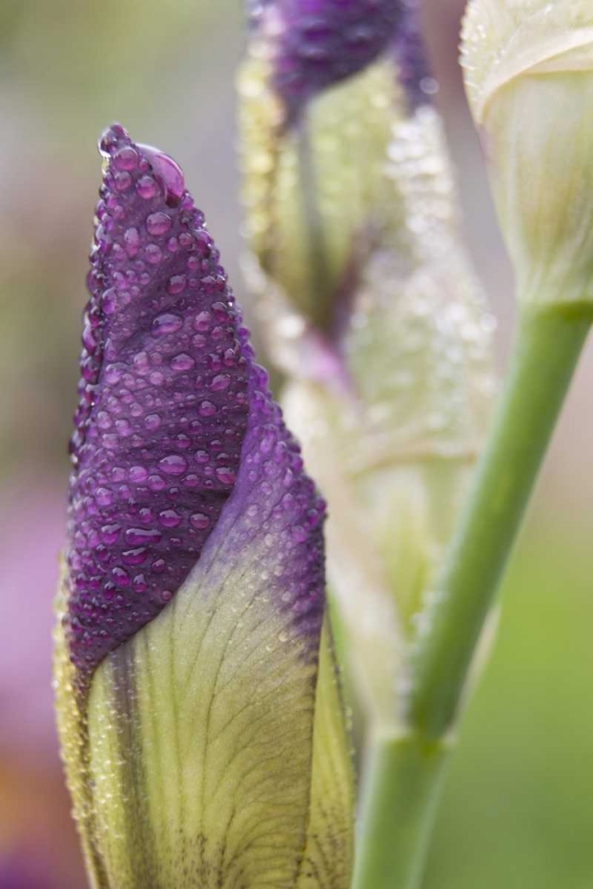 Wall Art Painting id:131679, Name: Close-up of iris bud with dew, Artist: Paulson, Don