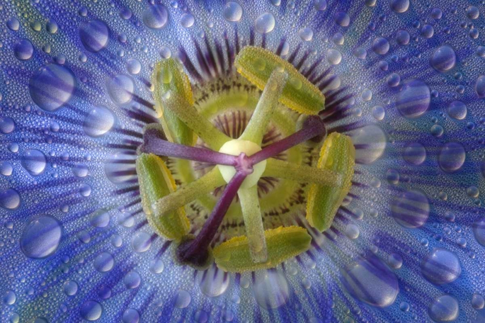 Wall Art Painting id:131692, Name: Close-up of dewy passion flower, Artist: Paulson, Don