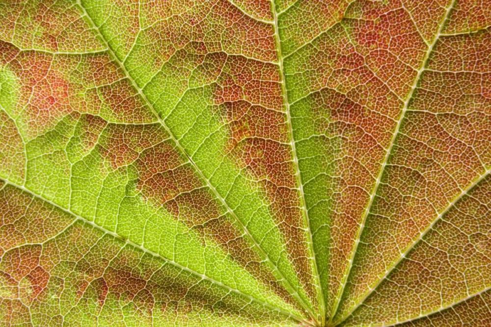 Wall Art Painting id:131821, Name: Close-up of vein pattern on maple leaf, Artist: Paulson, Don