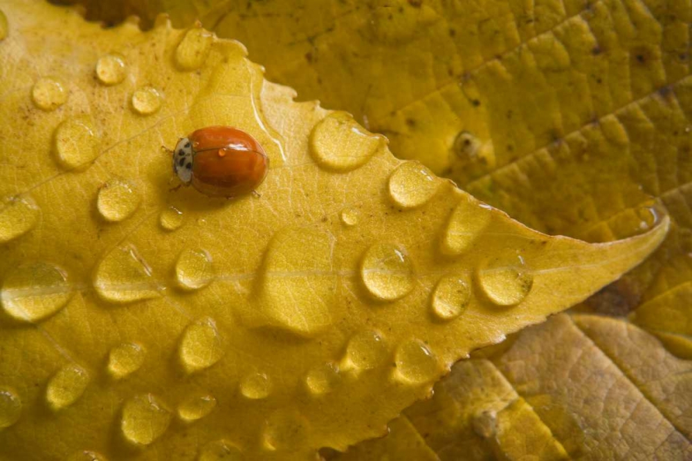 Wall Art Painting id:131669, Name: Ladybug on fall-colored leaf, Artist: Paulson, Don