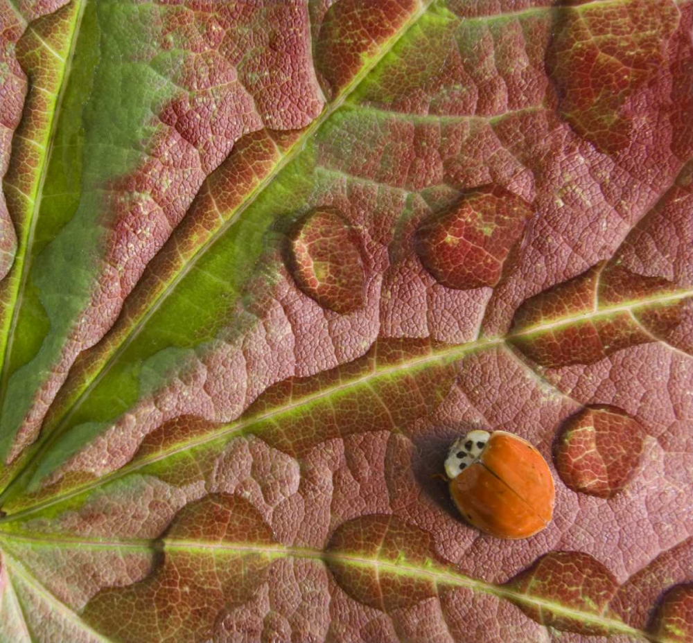 Wall Art Painting id:131657, Name: Ladybug on dewy maple leaf, Artist: Paulson, Don