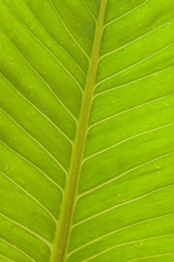 Wall Art Painting id:403920, Name: Close-up of veins in a green leaf, Artist: Haseltine, Tom