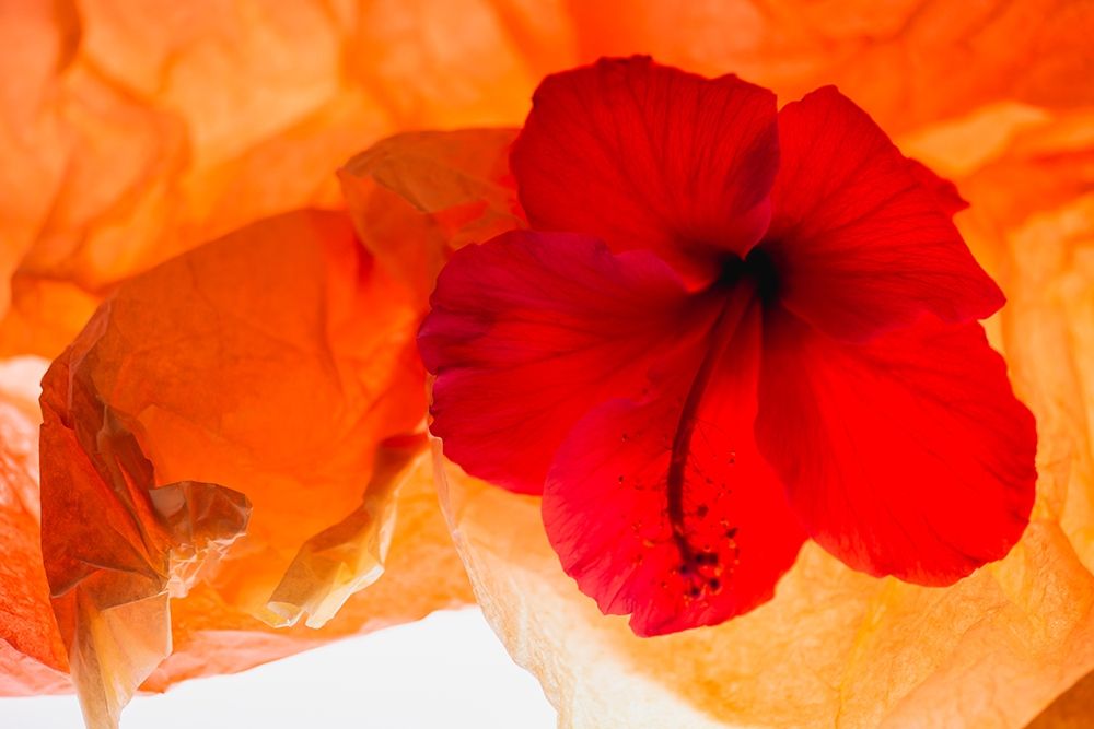 Wall Art Painting id:403922, Name: Hibiscus Flower and Tissue Paper with Light, Artist: Beraldo, Zandina Muench