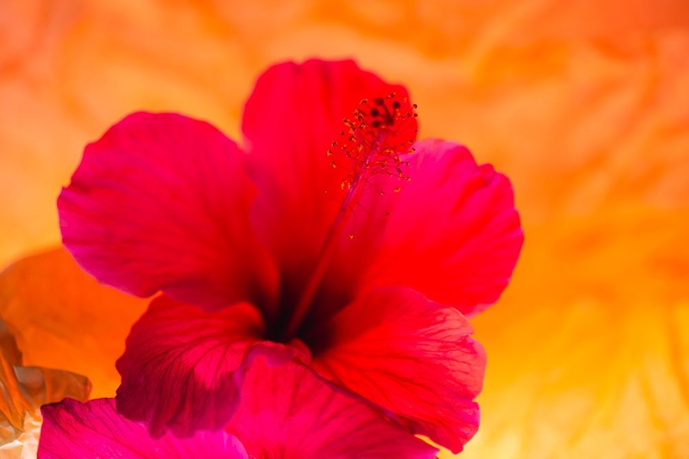 Wall Art Painting id:403926, Name: Hibiscus Flower and Tissue Paper with Light, Artist: Beraldo, Zandina Muench