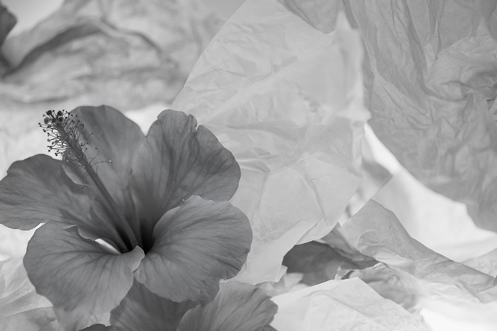 Wall Art Painting id:403927, Name: Hibiscus Flower and Tissue Paper with Light, Artist: Beraldo, Zandina Muench