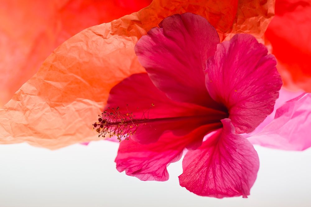 Wall Art Painting id:403929, Name: Hibiscus Flower and Tissue Paper with Light, Artist: Beraldo, Zandina Muench