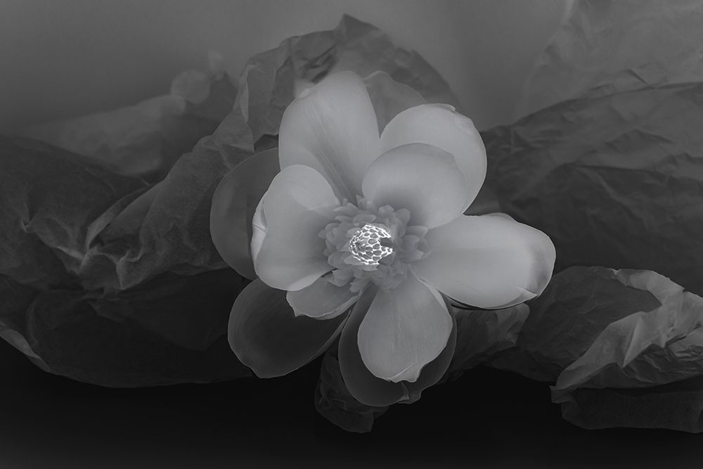 Wall Art Painting id:403934, Name: Black and white flower, Artist: Beraldo, Zandina Muench