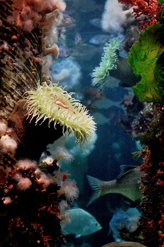 Wall Art Painting id:403946, Name: Anemones growing on wood pier pilings, Artist: Miller, Anna