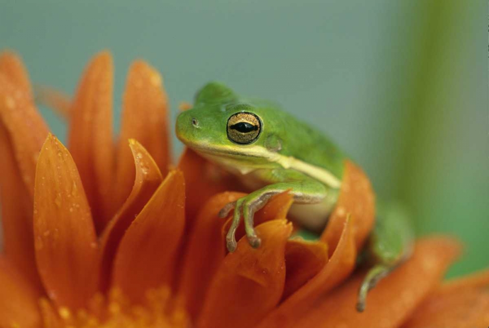 Wall Art Painting id:133684, Name: Green Tree Frog on Flower in garden, Artist: Rotenberg, Nancy