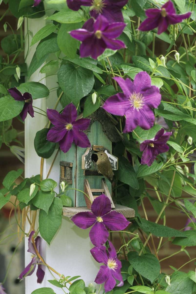 Wall Art Painting id:133674, Name: Wren in birdhouse in clematis vine, Artist: Rotenberg, Nancy