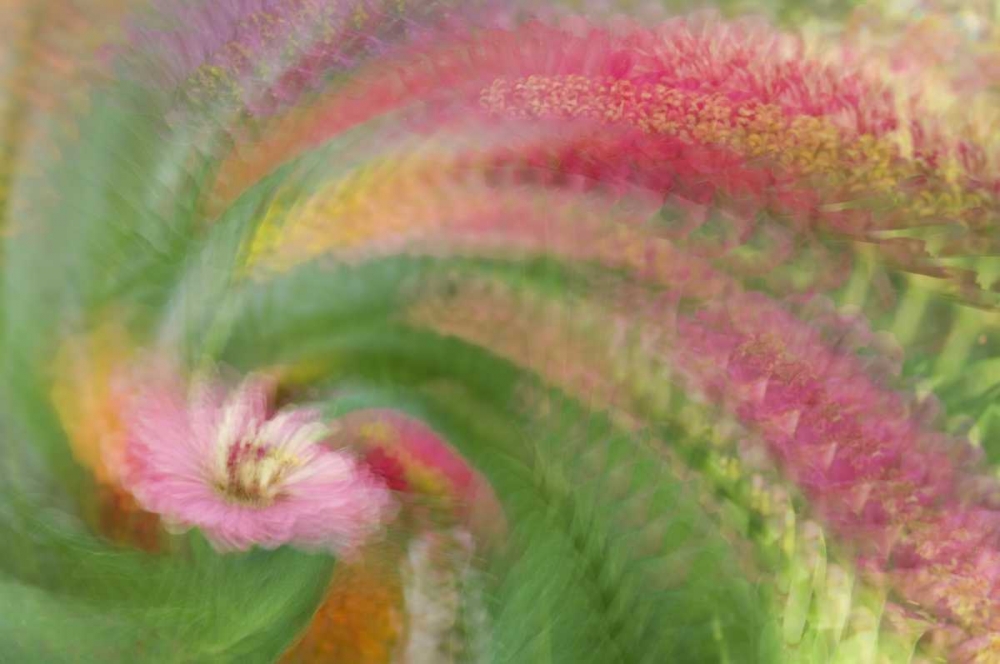 Wall Art Painting id:126839, Name: Abstract swirl of pink flower, Artist: Anon, Ellen