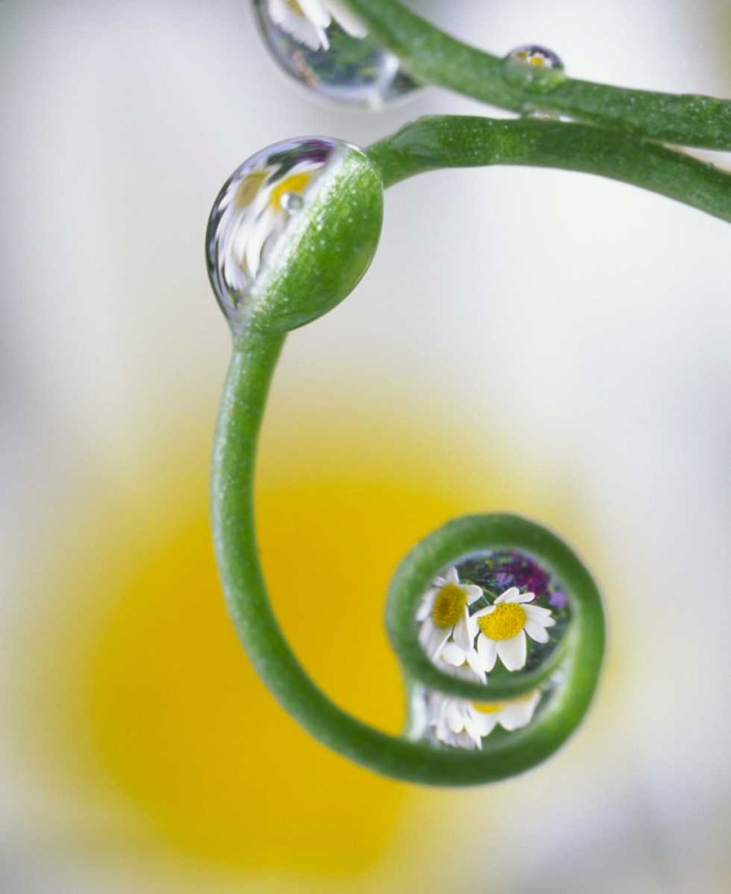 Wall Art Painting id:134161, Name: Dew on pea tendril reflecting daisy flowers, Artist: Satushek, Steve