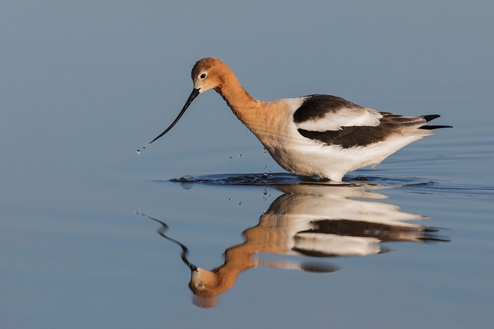 Wall Art Painting id:404008, Name: American Avocet Foraging, Artist: Archer, Ken