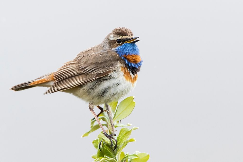 Wall Art Painting id:404013, Name: Bluethroat-territory song, Artist: Archer, Ken