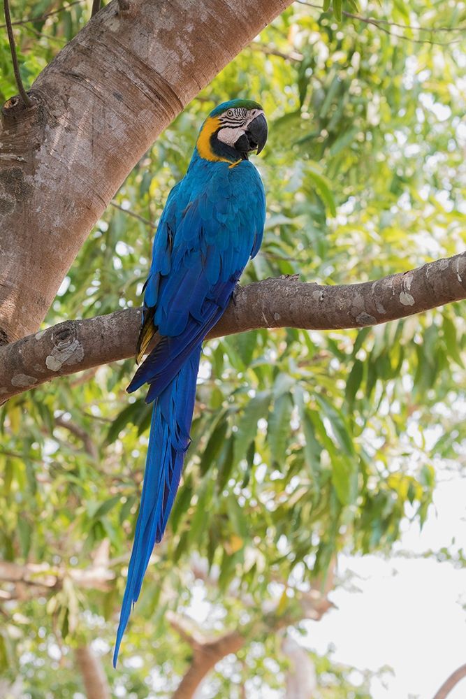 Wall Art Painting id:404019, Name: Blue and Gold Macaw-roosting in the shade, Artist: Archer, Ken