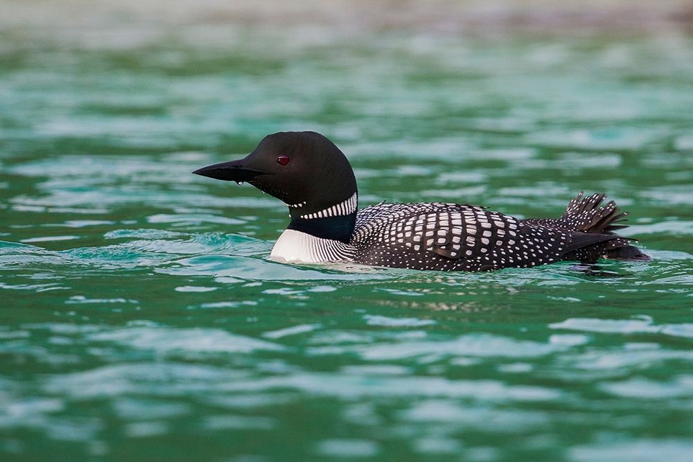 Wall Art Painting id:404021, Name: Common Loon, Artist: Archer, Ken