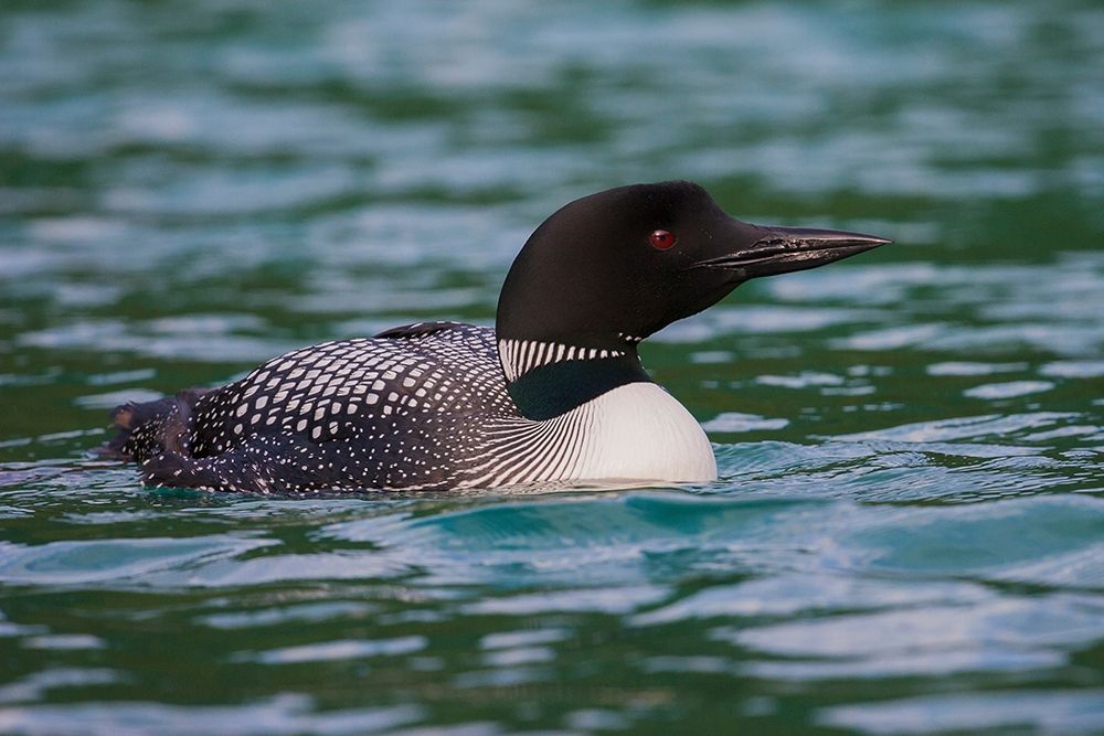 Wall Art Painting id:404022, Name: Common Loon, Artist: Archer, Ken