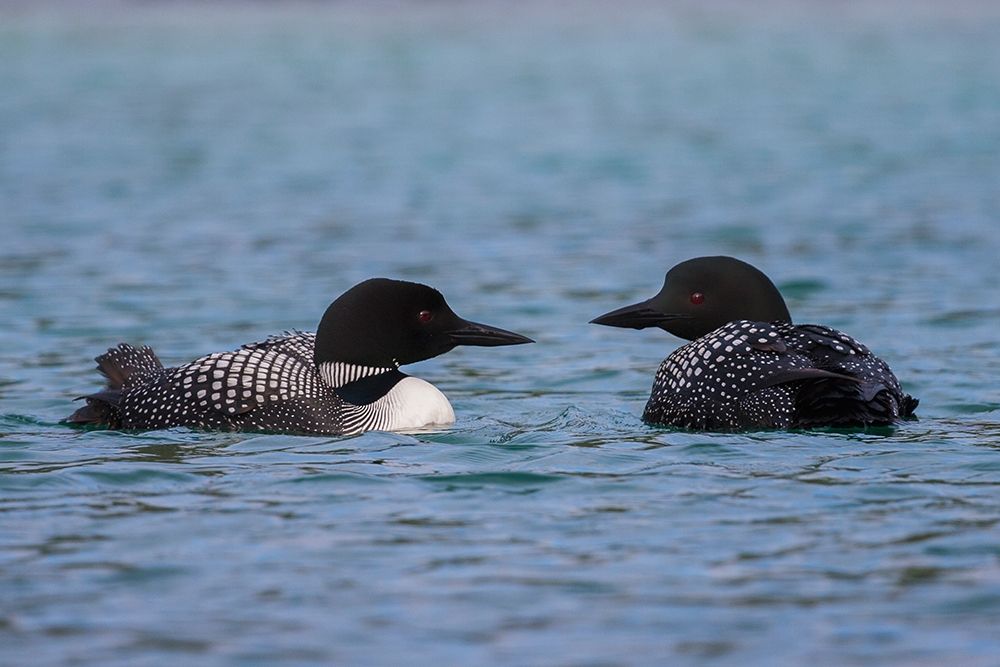 Wall Art Painting id:404023, Name: Common Loon Pair, Artist: Archer, Ken