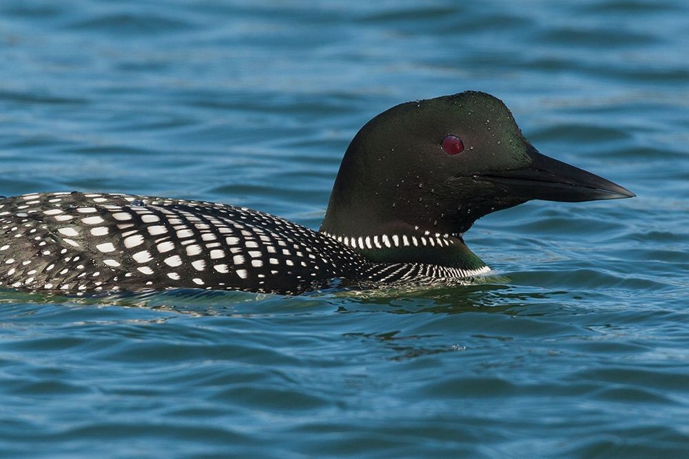 Wall Art Painting id:404024, Name: Common Loon, Artist: Archer, Ken