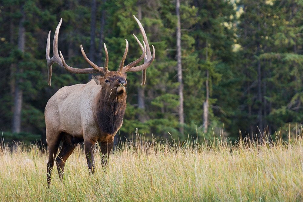 Wall Art Painting id:404026, Name: Bull Elk making faces, Artist: Archer, Ken