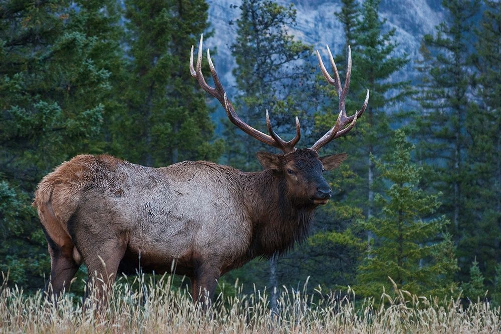 Wall Art Painting id:404027, Name: Rocky Mountain Bull Elk, Artist: Archer, Ken