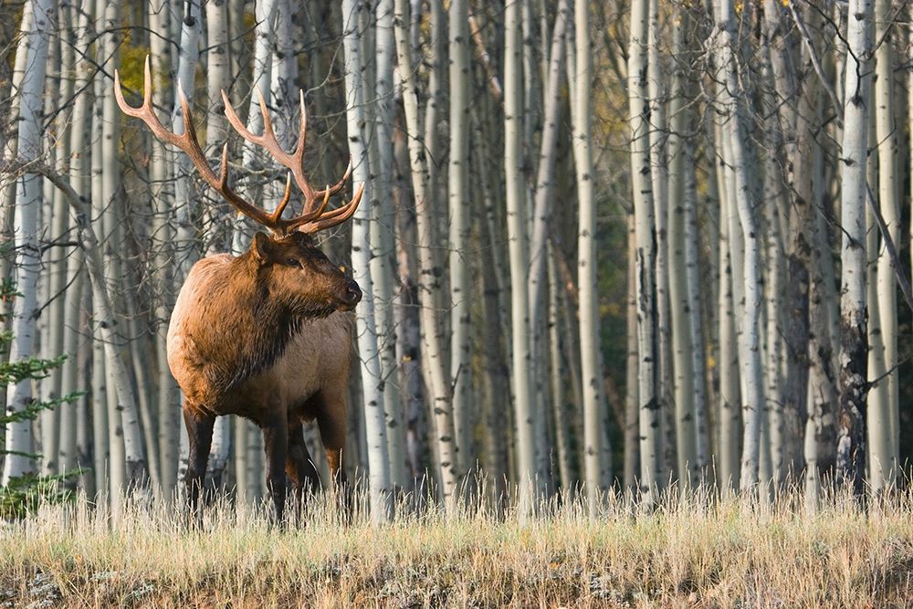 Wall Art Painting id:404028, Name: Rocky Mountain Bull Elk-Aspen Forest, Artist: Archer, Ken