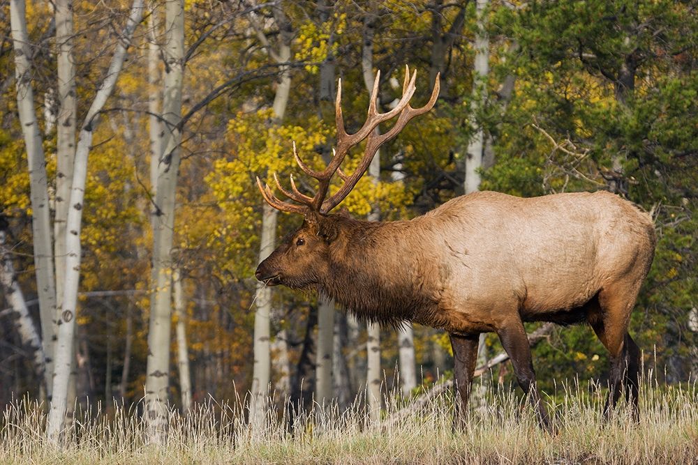 Wall Art Painting id:404029, Name: Bull Elk-autumn aspens, Artist: Archer, Ken