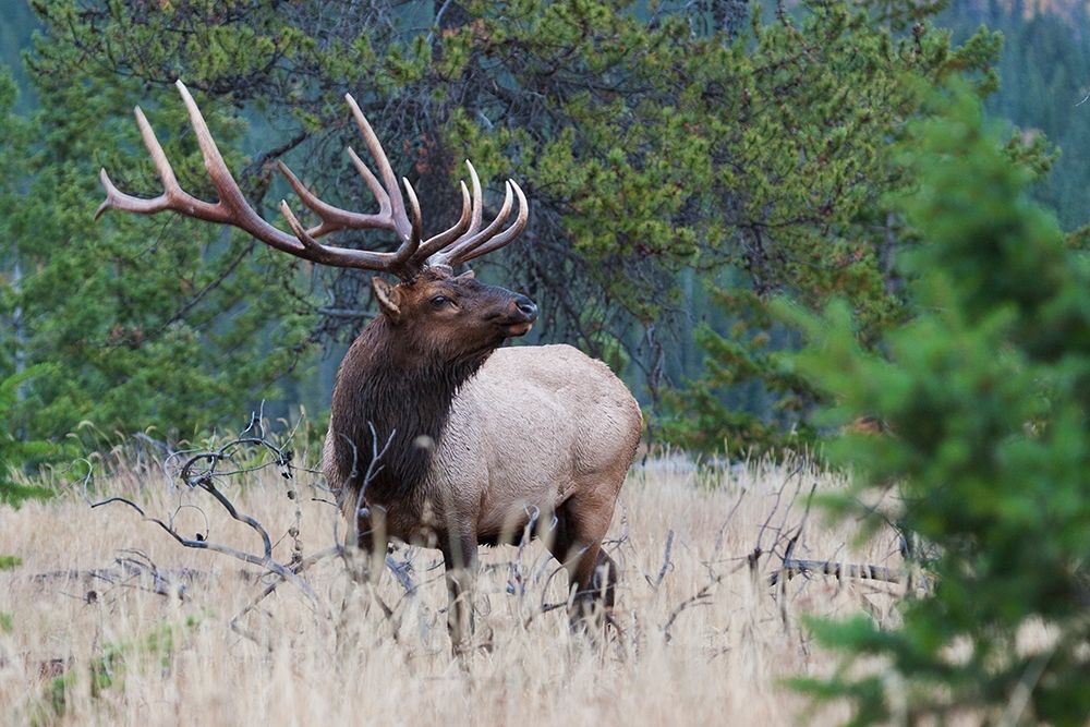 Wall Art Painting id:404030, Name: Rocky Mountain Bull Elk, Artist: Archer, Ken