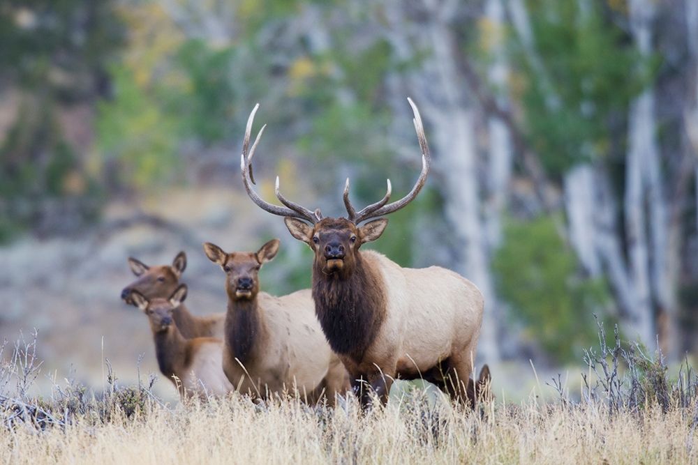 Wall Art Painting id:404031, Name: Rocky Mountain Bull Elk with Harem of Cows, Artist: Archer, Ken