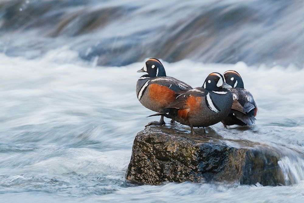 Wall Art Painting id:404032, Name: Harlequin Drakes resting in the rapids, Artist: Archer, Ken