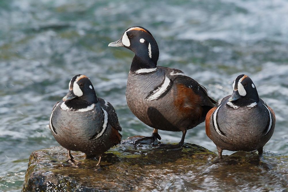 Wall Art Painting id:404033, Name: Harlequin Ducks, Artist: Archer, Ken