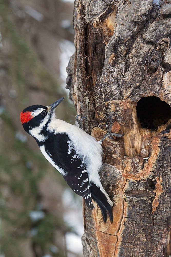 Wall Art Painting id:404035, Name: Hairy Woodpecker-winter survivor, Artist: Archer, Ken