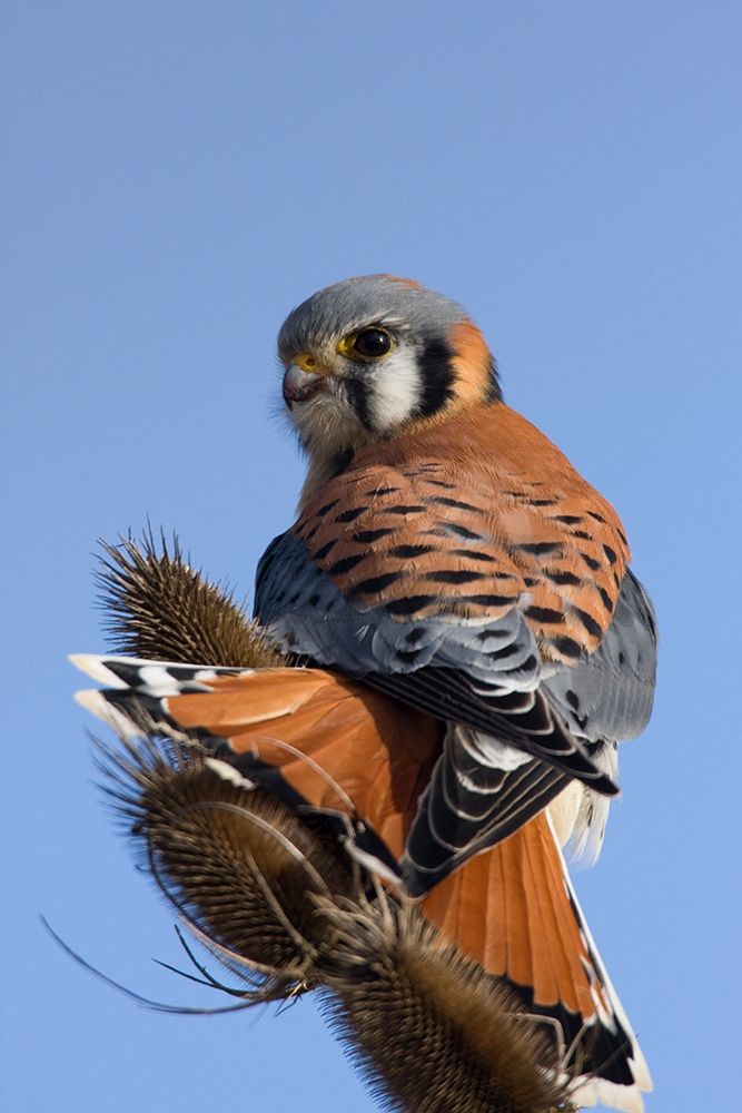 Wall Art Painting id:404036, Name: American Kestrel, Artist: Archer, Ken