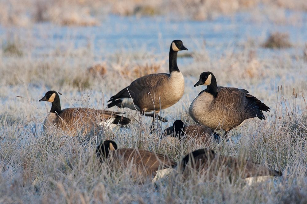 Wall Art Painting id:404038, Name: Frosty Morning-Cackling Canada Geese, Artist: Archer, Ken