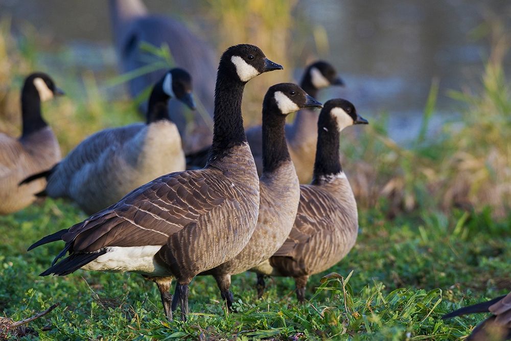 Wall Art Painting id:404039, Name: Lesser (Cackling) Canada Geese, Artist: Archer, Ken