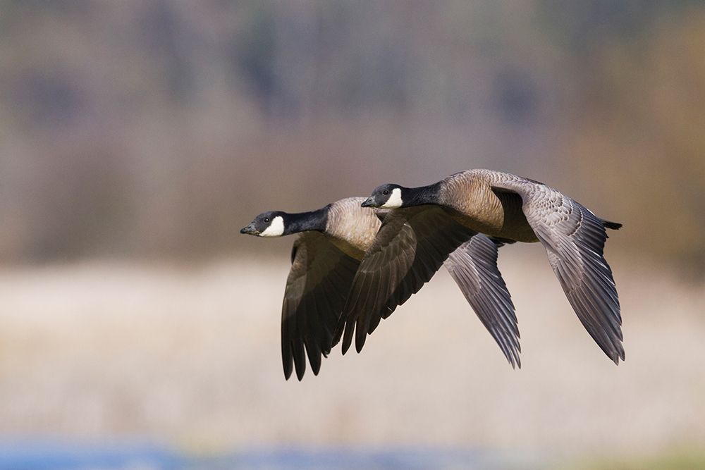 Wall Art Painting id:404040, Name: Lesser Canada Geese Flying Past, Artist: Archer, Ken