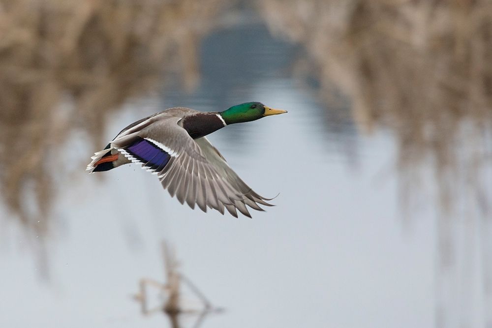 Wall Art Painting id:404042, Name: Mallard Drake Taking Flight, Artist: Archer, Ken