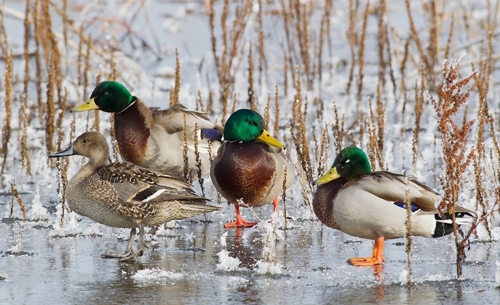 Wall Art Painting id:404043, Name: Mallard Drakes and northern Pintail Hen, Artist: Archer, Ken