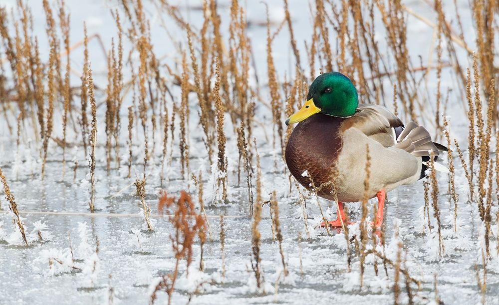 Wall Art Painting id:404044, Name: Mallard Duck-frozen pond, Artist: Archer, Ken