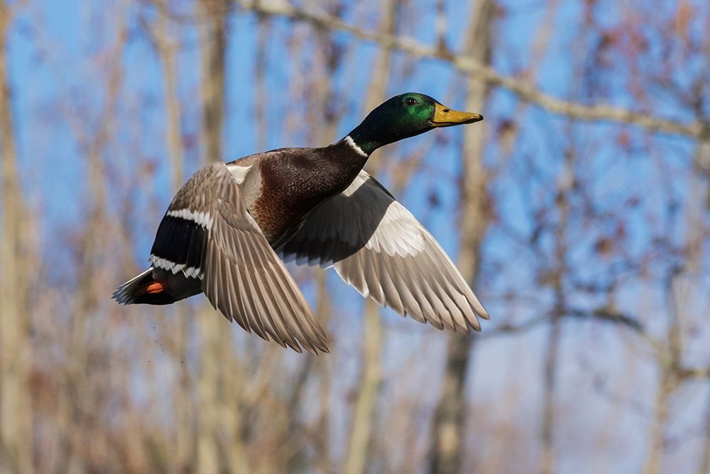 Wall Art Painting id:404045, Name: Mallard in Flight-wooded habitat, Artist: Archer, Ken