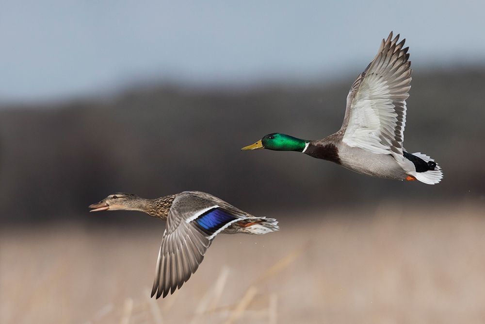 Wall Art Painting id:404046, Name: Mallard Duck Pair in Flight, Artist: Archer, Ken