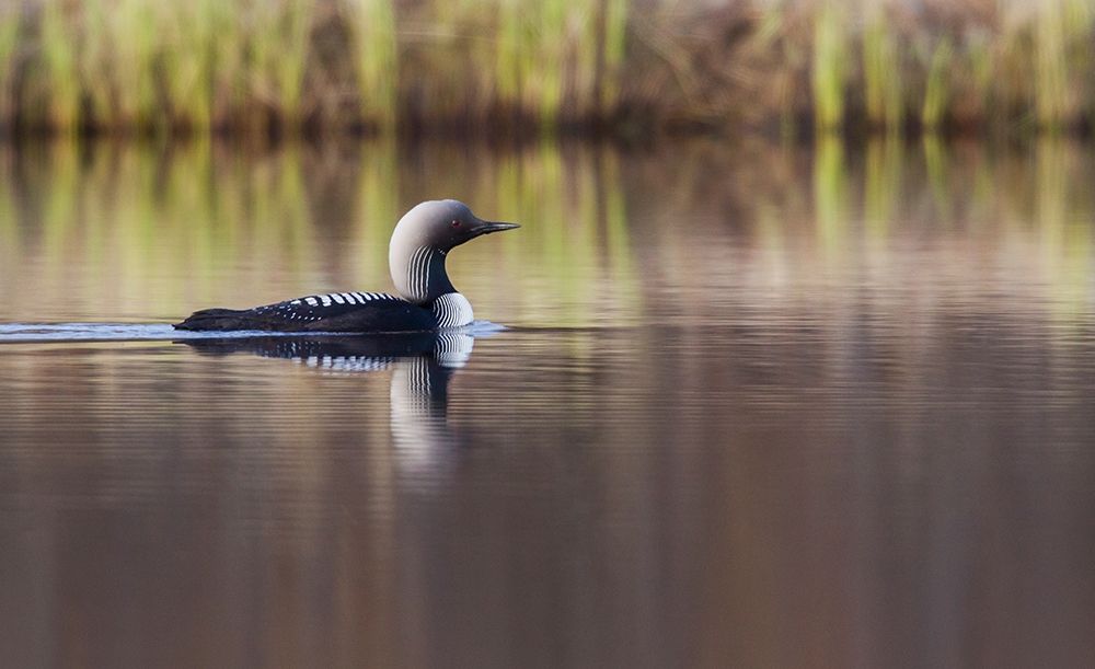 Wall Art Painting id:404054, Name: Pacific Loon-Arctic Reflections, Artist: Archer, Ken