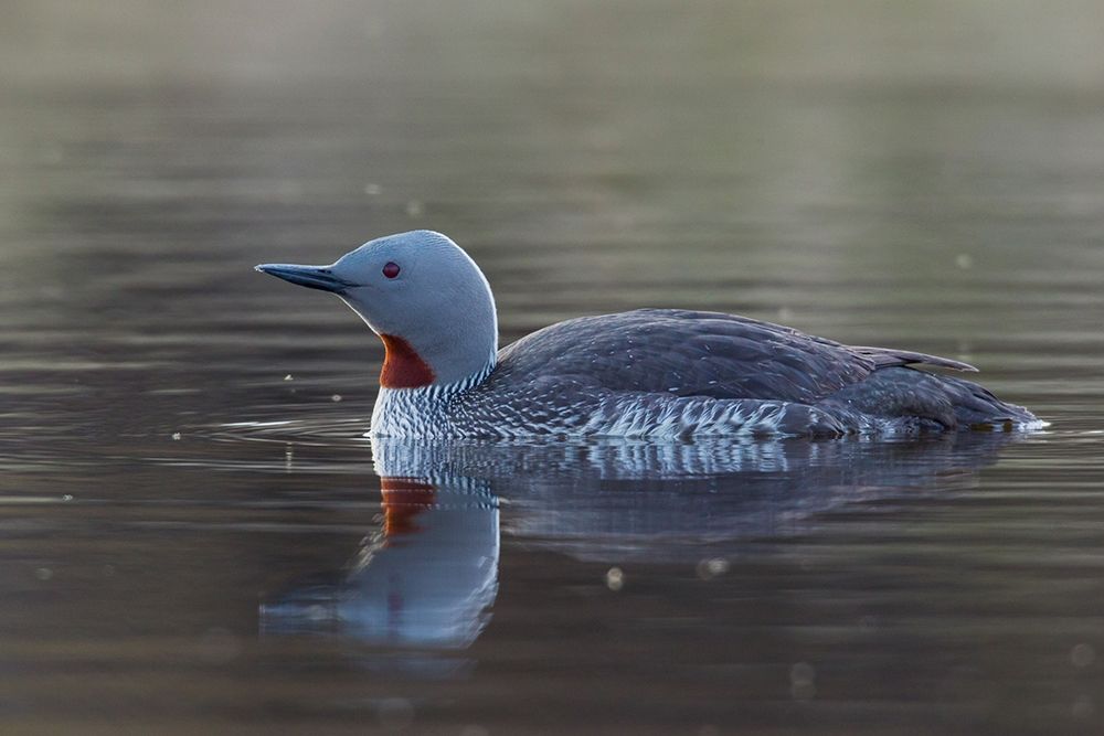 Wall Art Painting id:404058, Name: Red-throated Loon, Artist: Archer, Ken