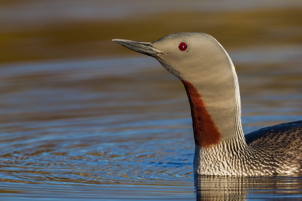 Wall Art Painting id:404059, Name: Red-throated Loon Close-up, Artist: Archer, Ken