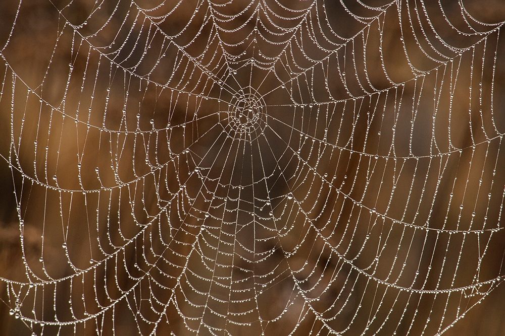 Wall Art Painting id:404070, Name: Morning Dew on Orb Spider Web, Artist: Archer, Ken