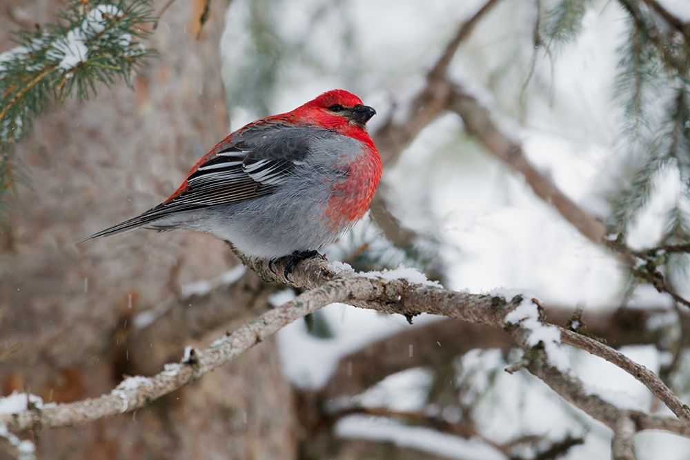 Wall Art Painting id:404072, Name: Pine Grosbeak-winter survivor, Artist: Archer, Ken