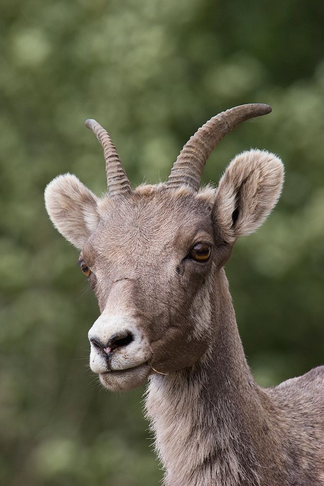 Wall Art Painting id:404075, Name: Rocky Mountain Bighorn Sheep-shedding winter fur, Artist: Archer, Ken