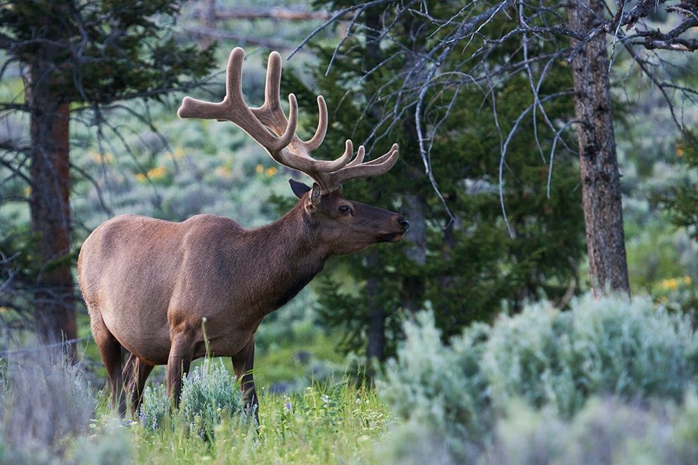 Wall Art Painting id:404076, Name: Rocky Mountain Bull Elk-Spring Velvet Antlers, Artist: Archer, Ken